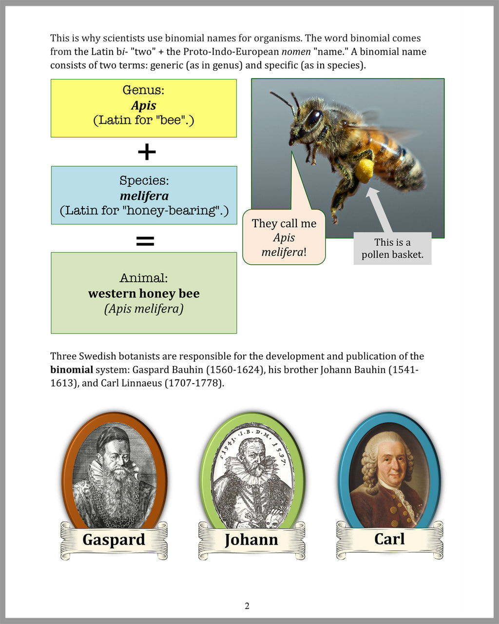 Small But Mighty - All About Insects