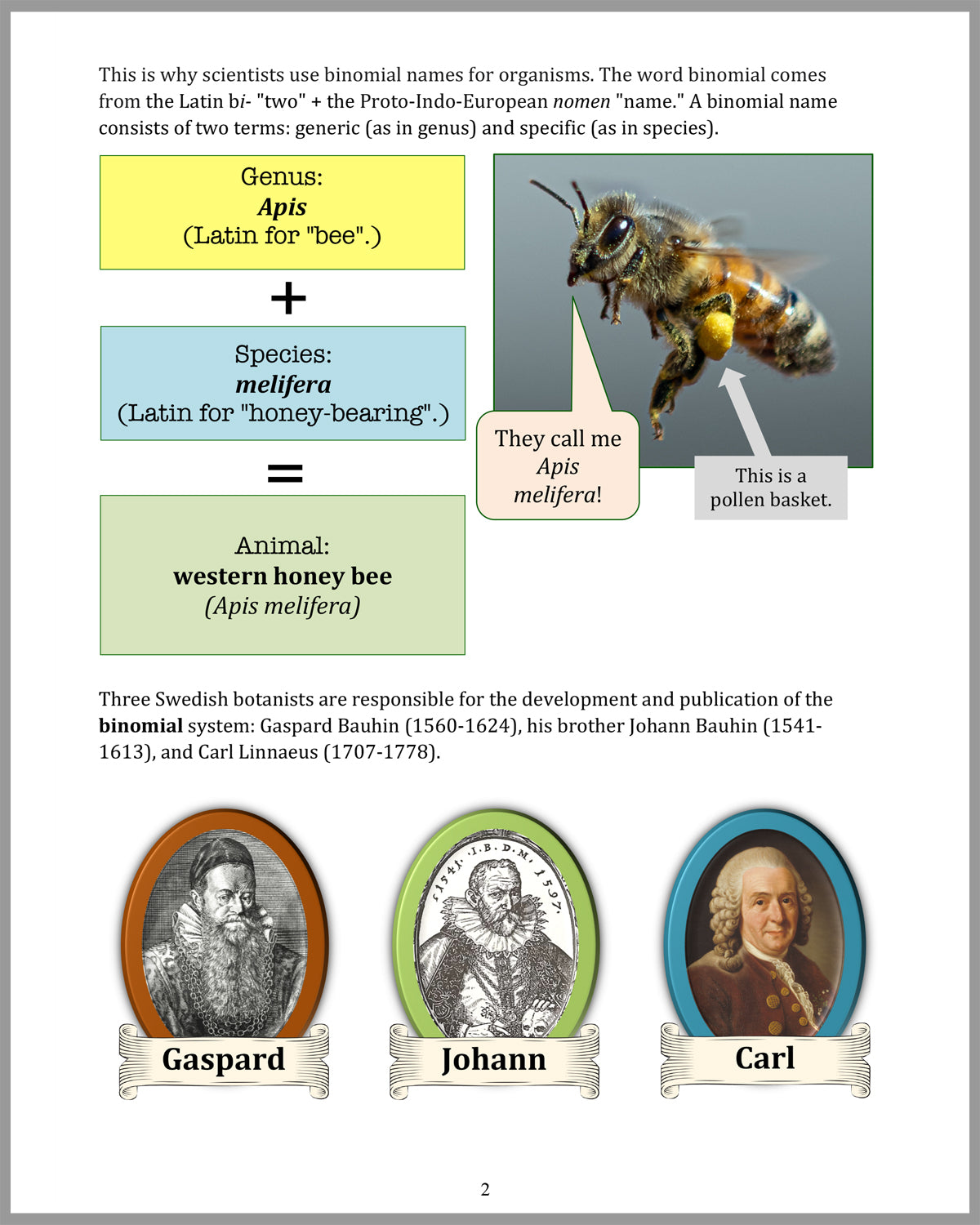 Small But Mighty - All About Insects