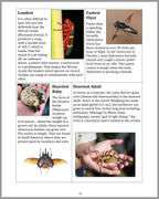 Small But Mighty - All About Insects