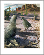 The Quail's Tale - A Story of Survival in the Sonoran Desert