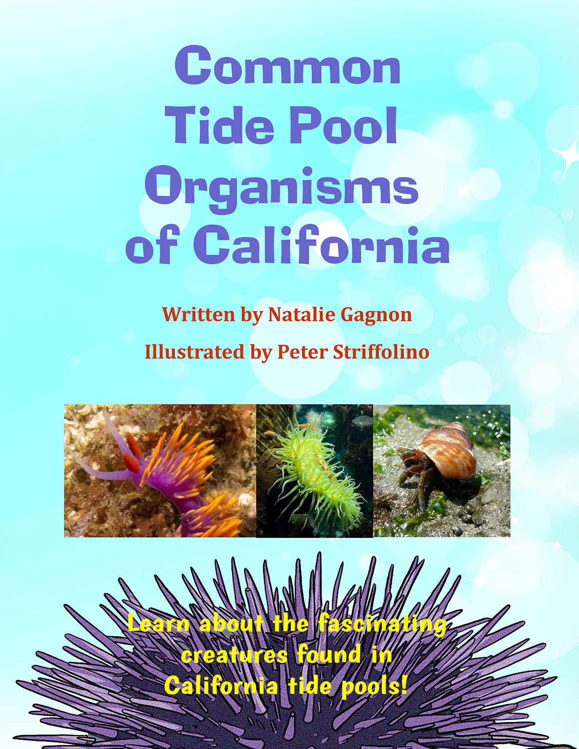 Let's Visit a Tide Pool!