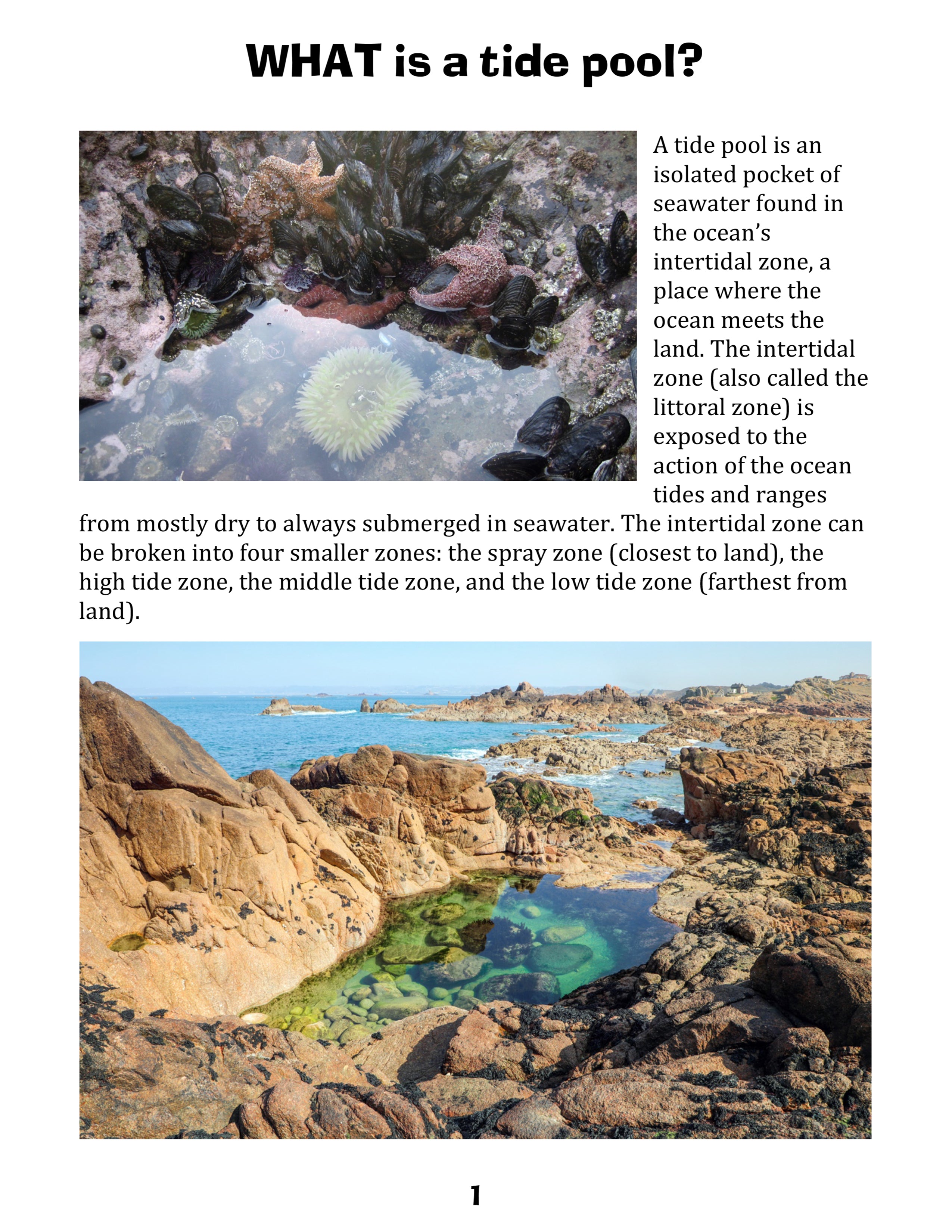 Let's Visit a Tide Pool!