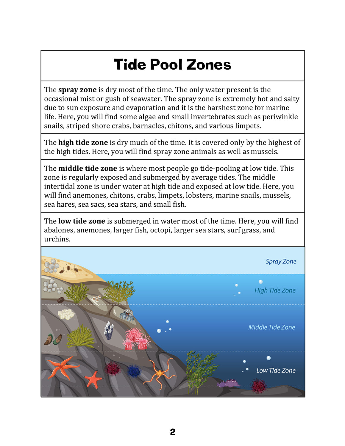 Let's Visit a Tide Pool!