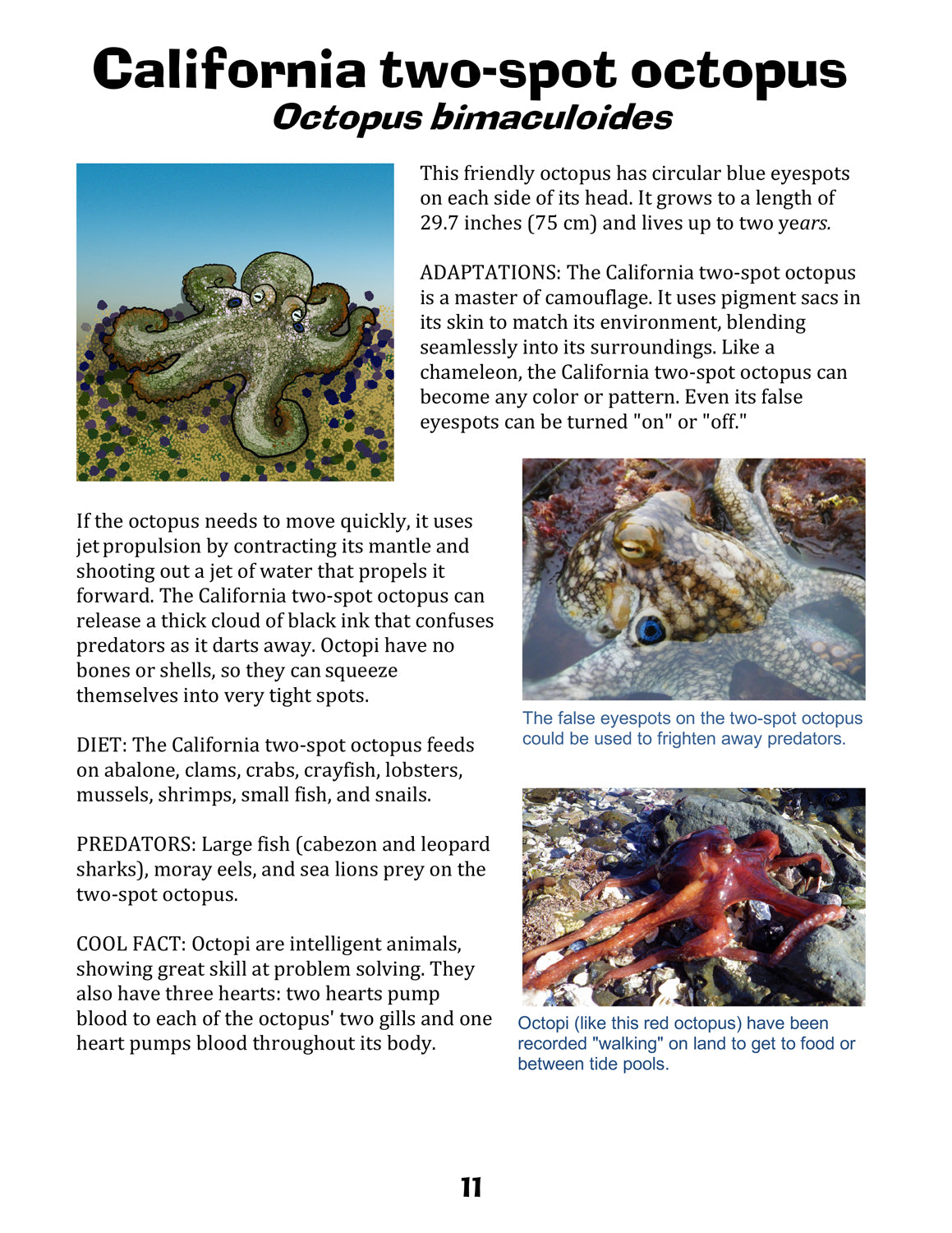 Let's Visit a Tide Pool!