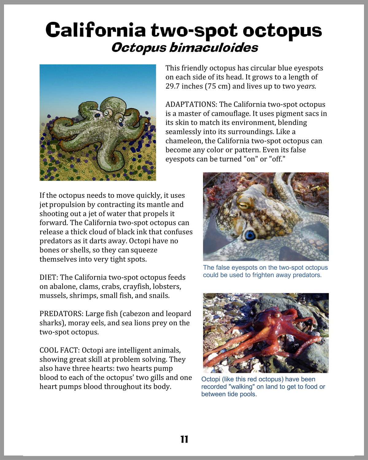 Let's Visit a Tide Pool!