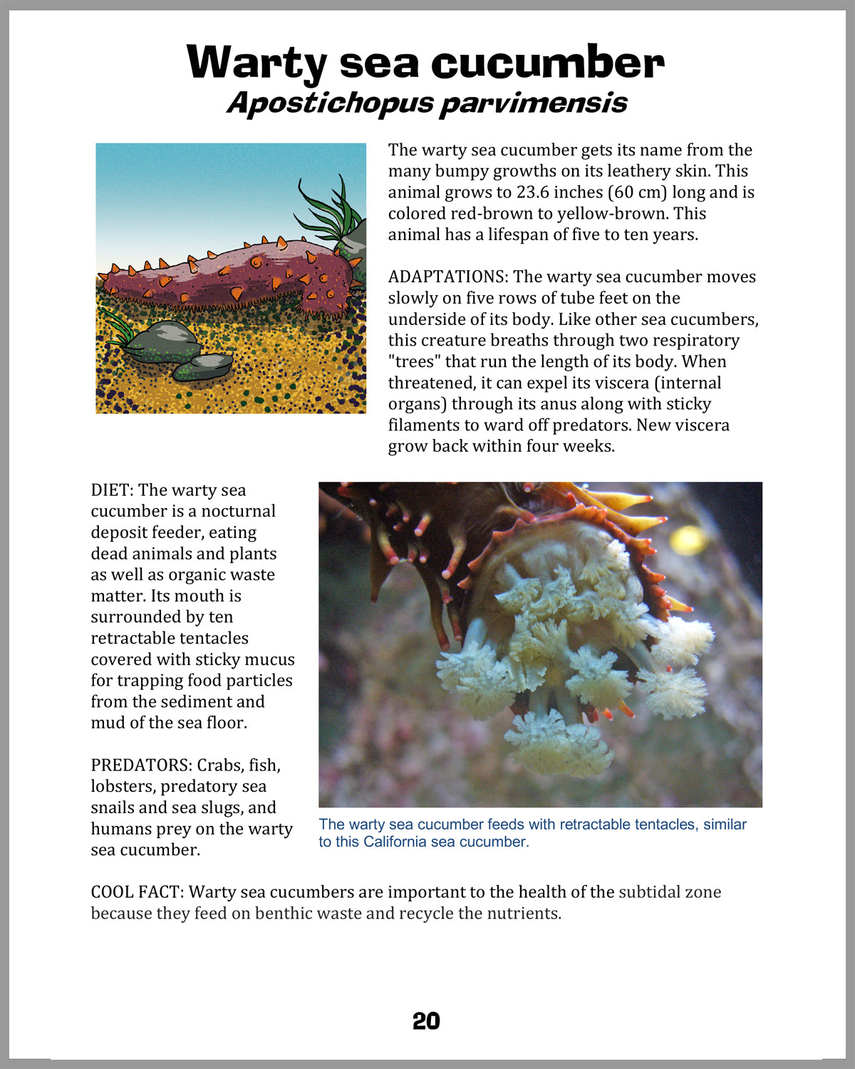 Let's Visit a Tide Pool!